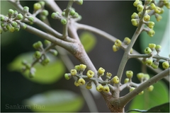 Aglaia canarana